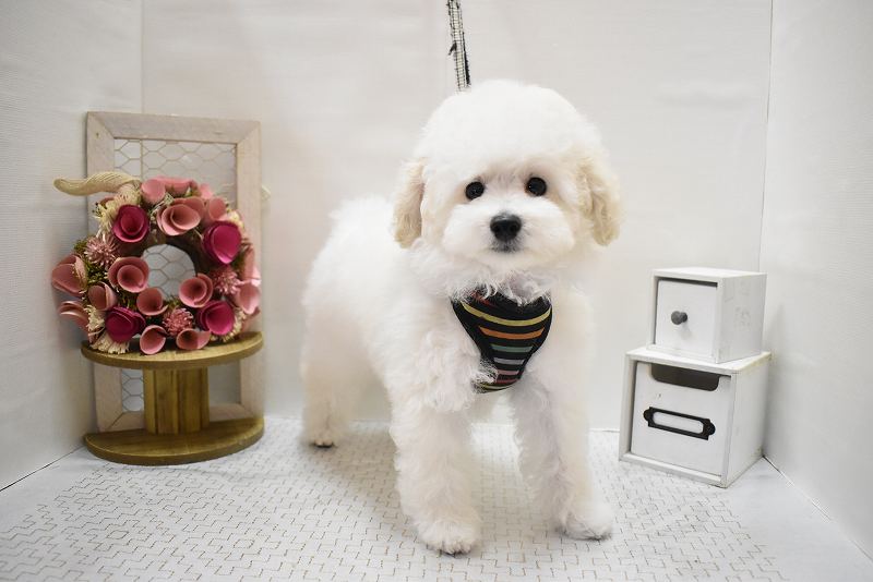 トイプードル25-0916