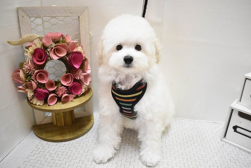 トイプードル25-0916