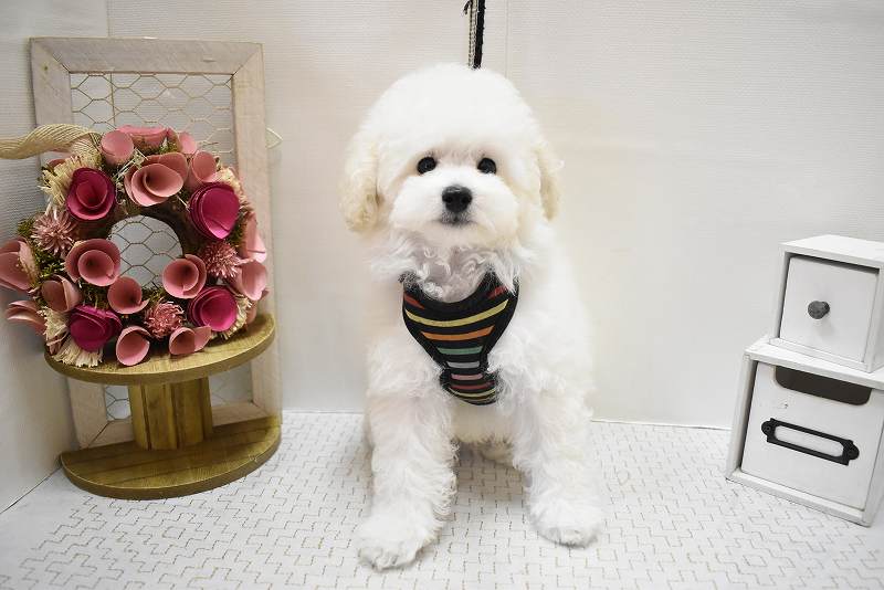 トイプードル25-0916