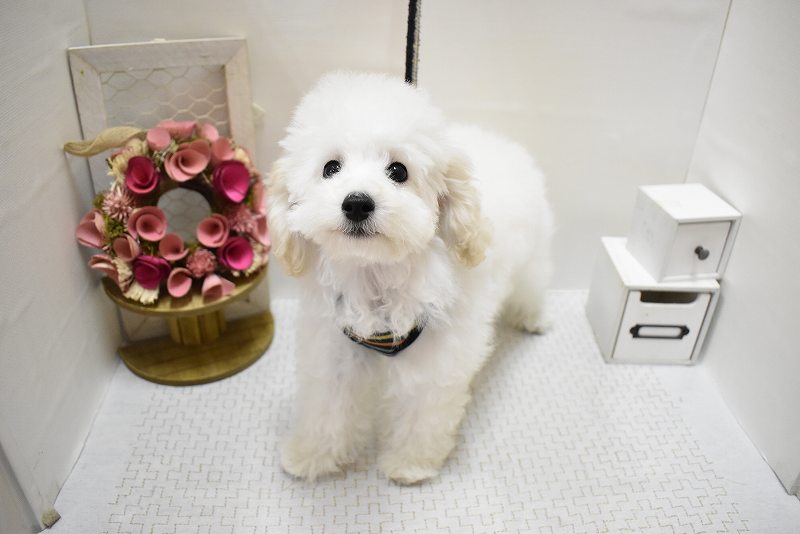 トイプードル25-0916