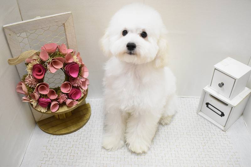 トイプードル25-0916