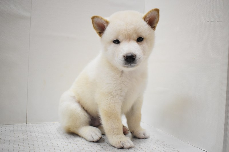 白い毛並みが美しい！柴犬が仲間入り！