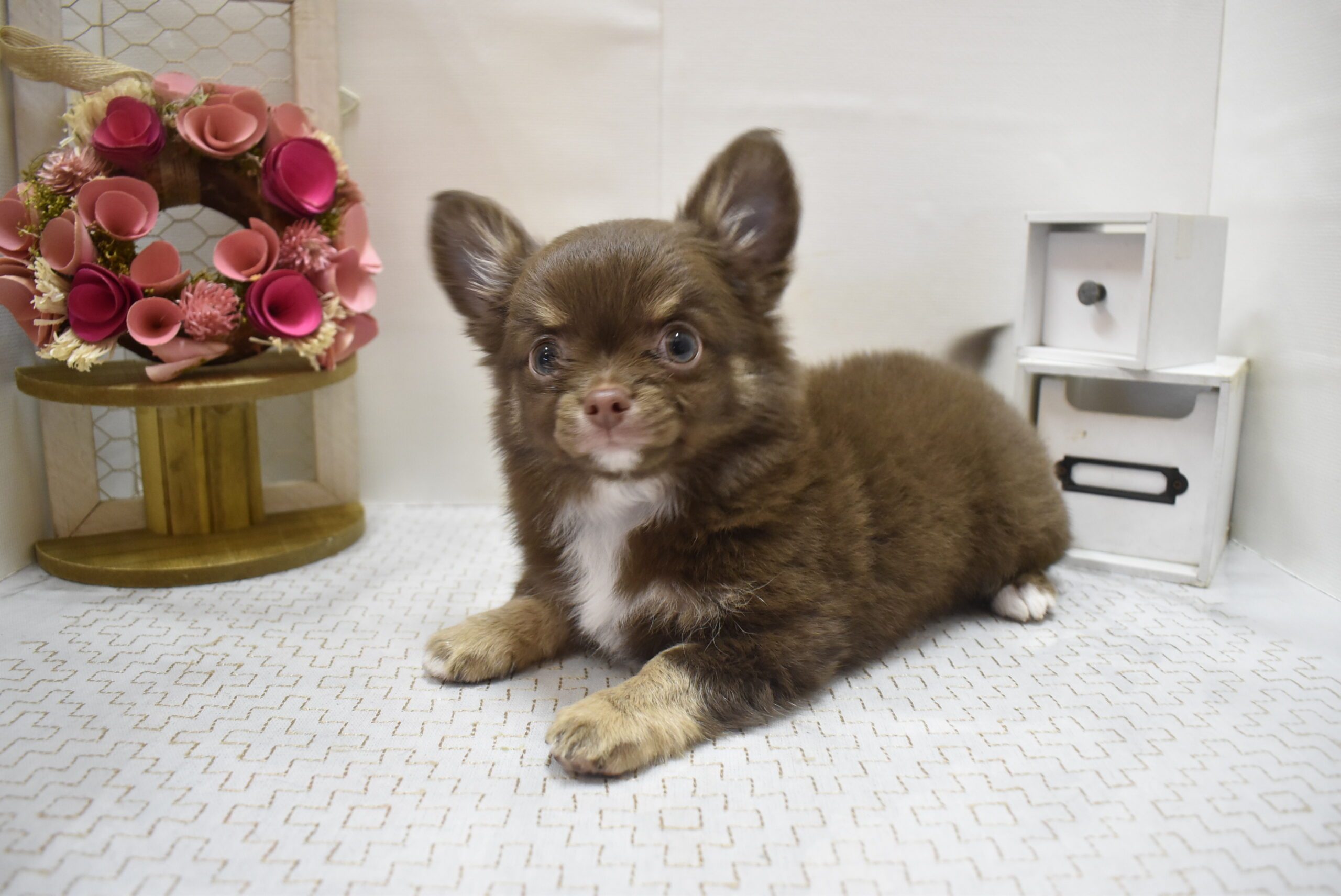 チワワ25-0948 | ペットプラザ｜仔犬・仔猫の生体販売 ペット