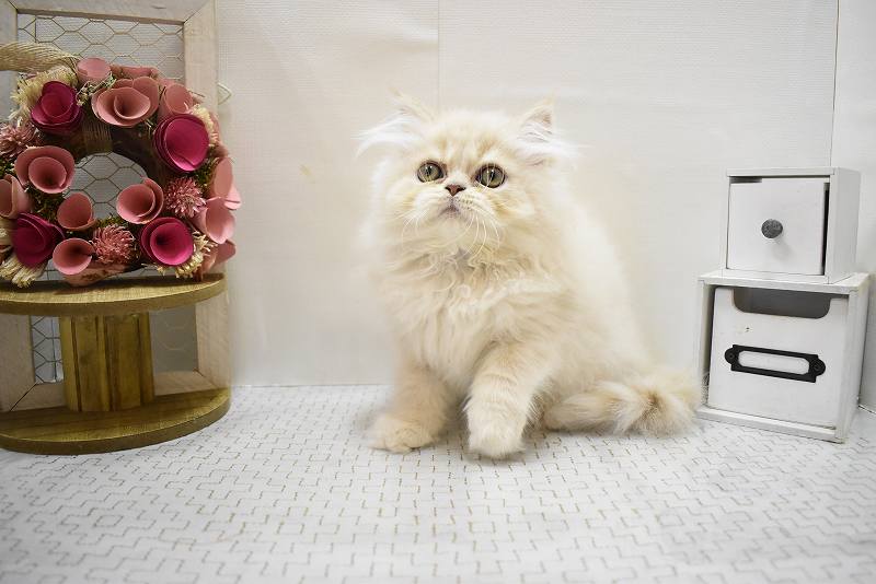 エキゾチック25-0956