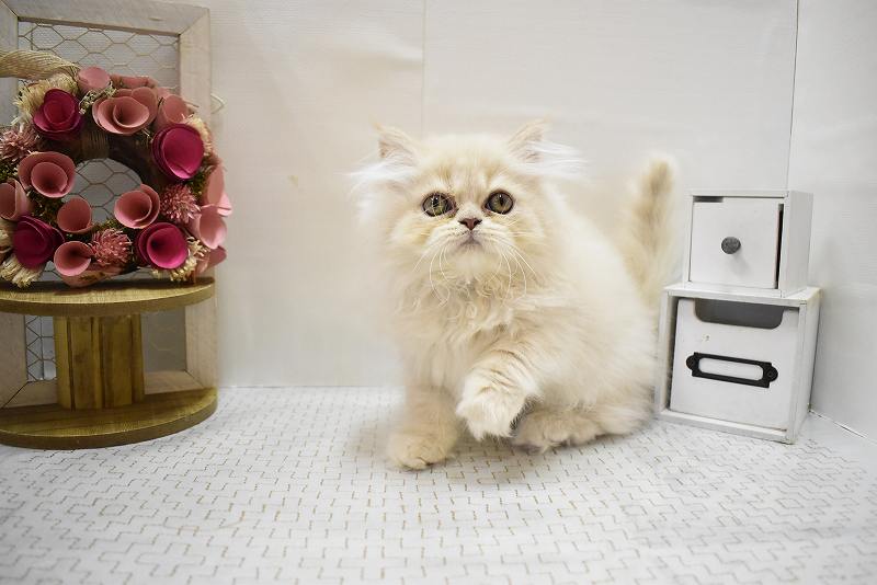 エキゾチック25-0956