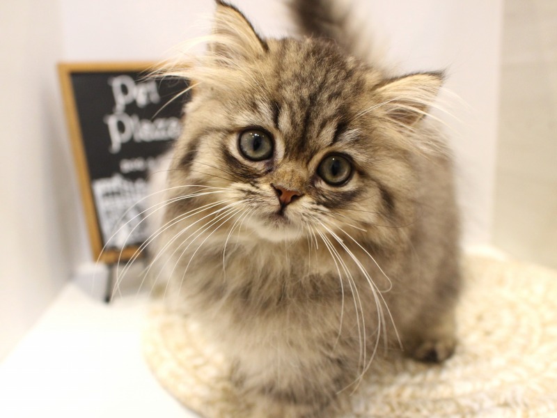 ミヌエット25-0982