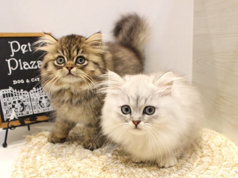 ミヌエット25-0982