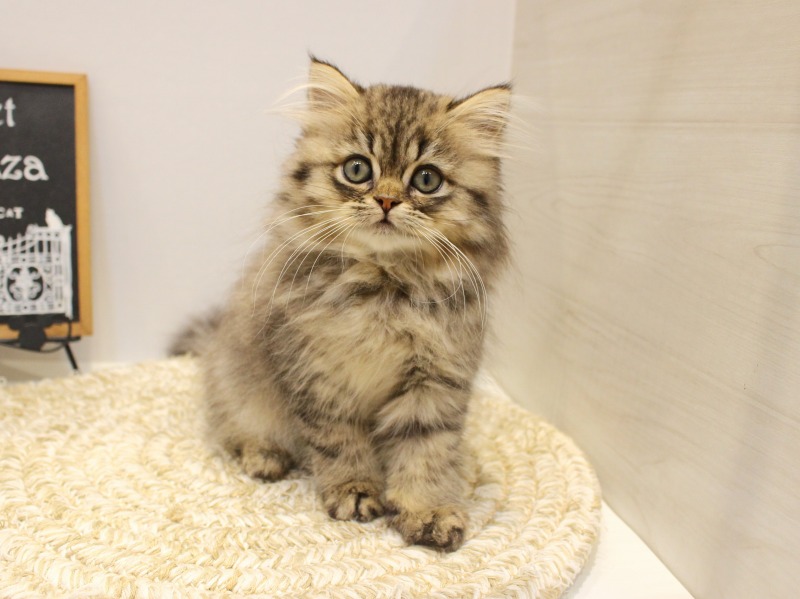 ミヌエット25-0982