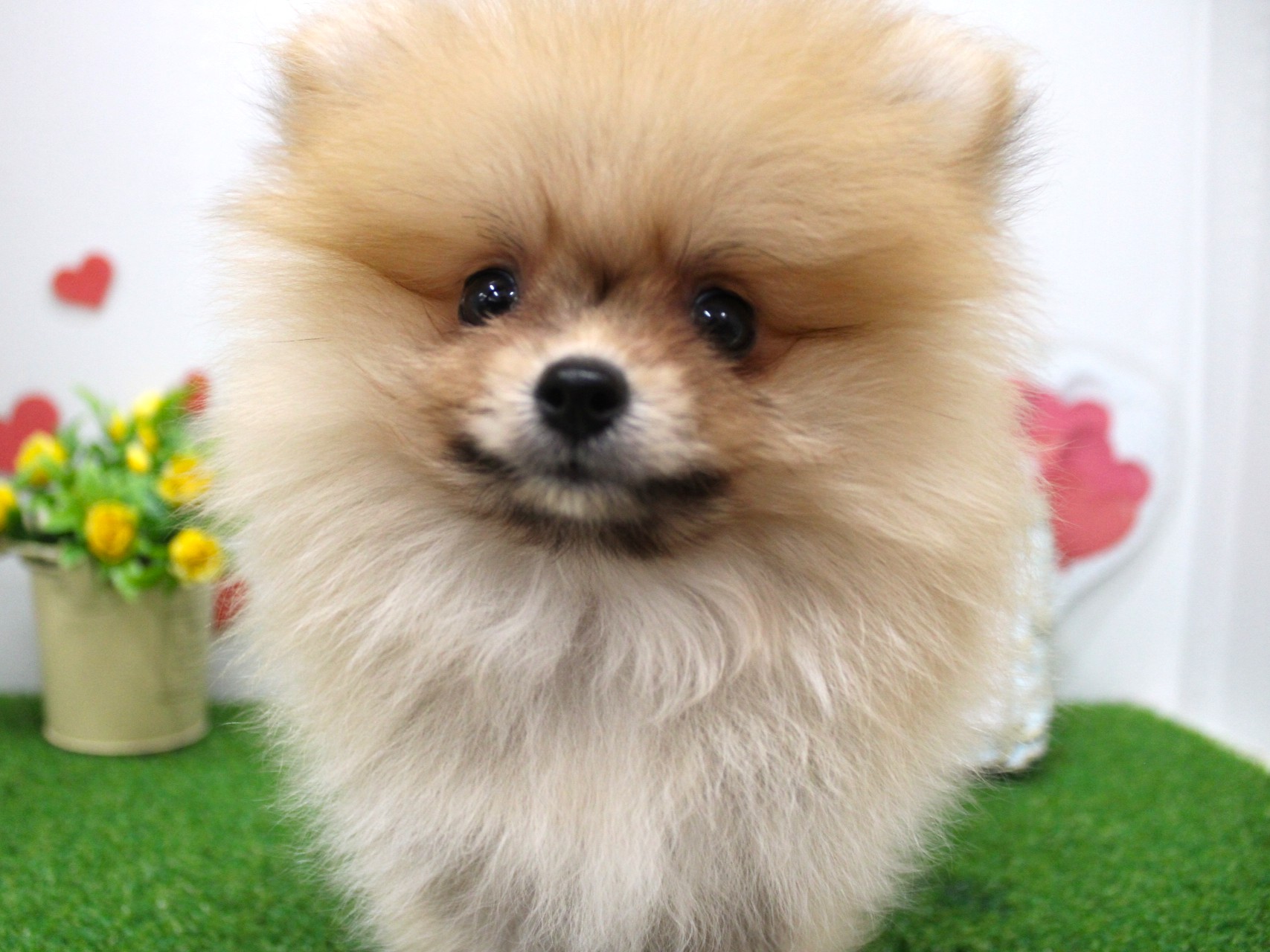 ポメラニアン25-0950 | ペットプラザ｜仔犬・仔猫の生体販売