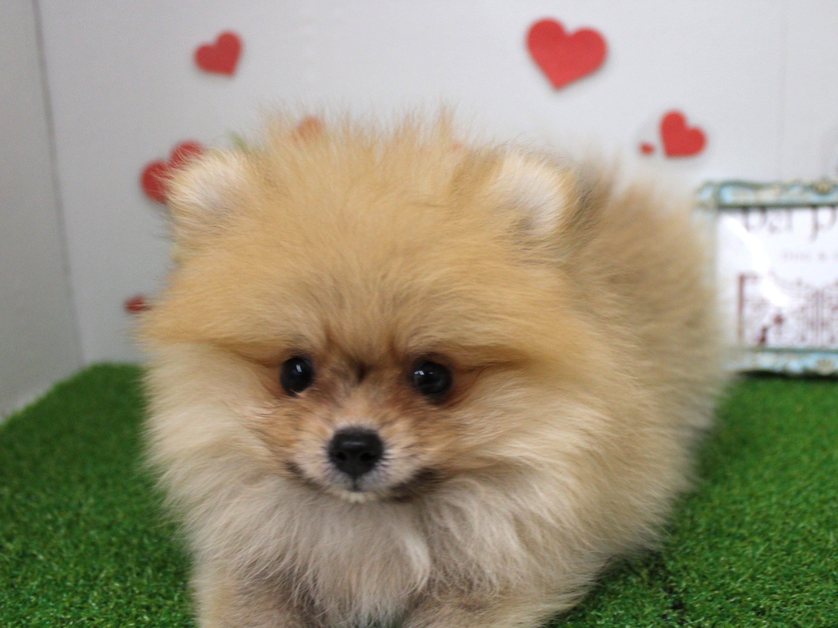 ポメラニアンの人専用 PomeranianMochi/ポメラニアンもち