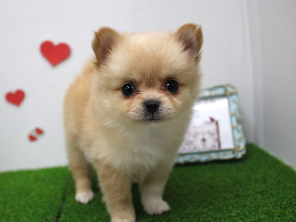可愛いまみれの新入生ちゃんたち紹介！！！！♡