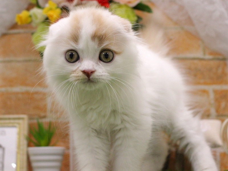 スコティッシュフォールド25-0905