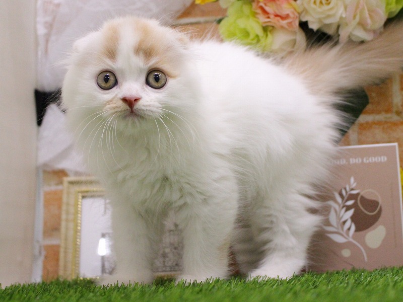 スコティッシュフォールド25-0905