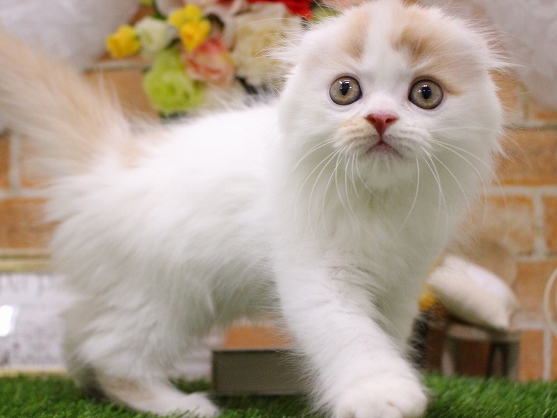 スコティッシュフォールド25-0905