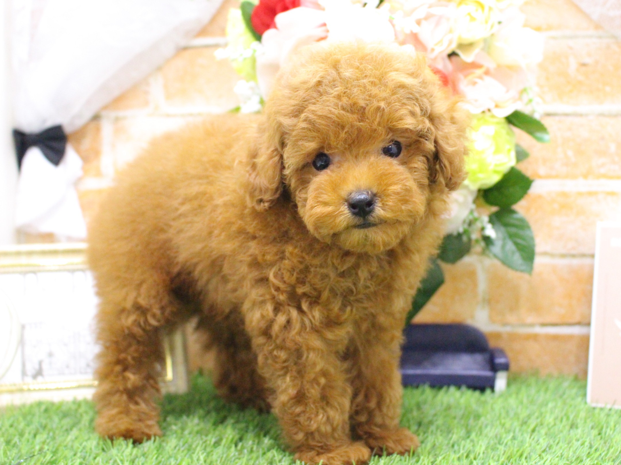 トイプードル25-0945