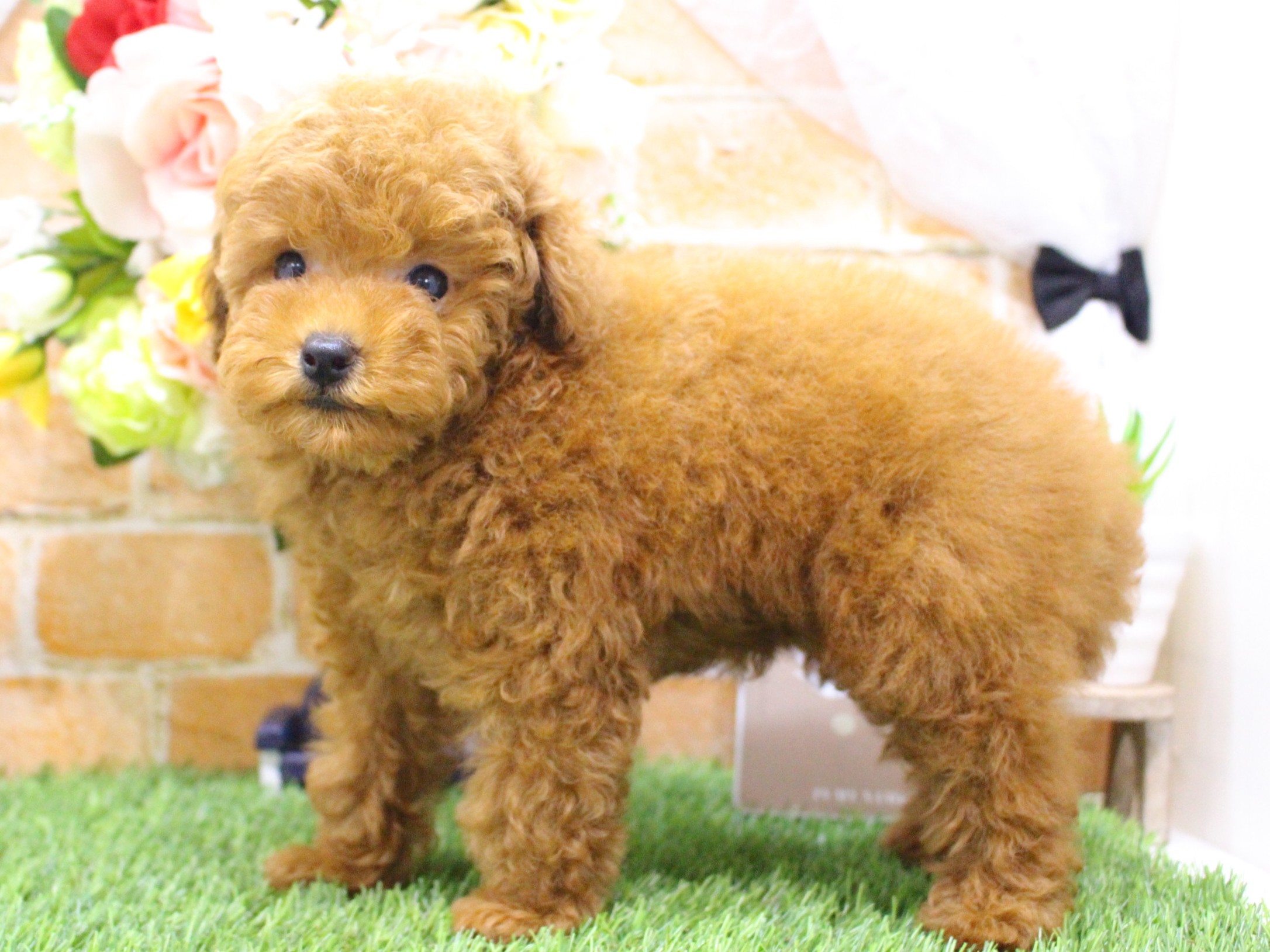 トイプードル25-0945