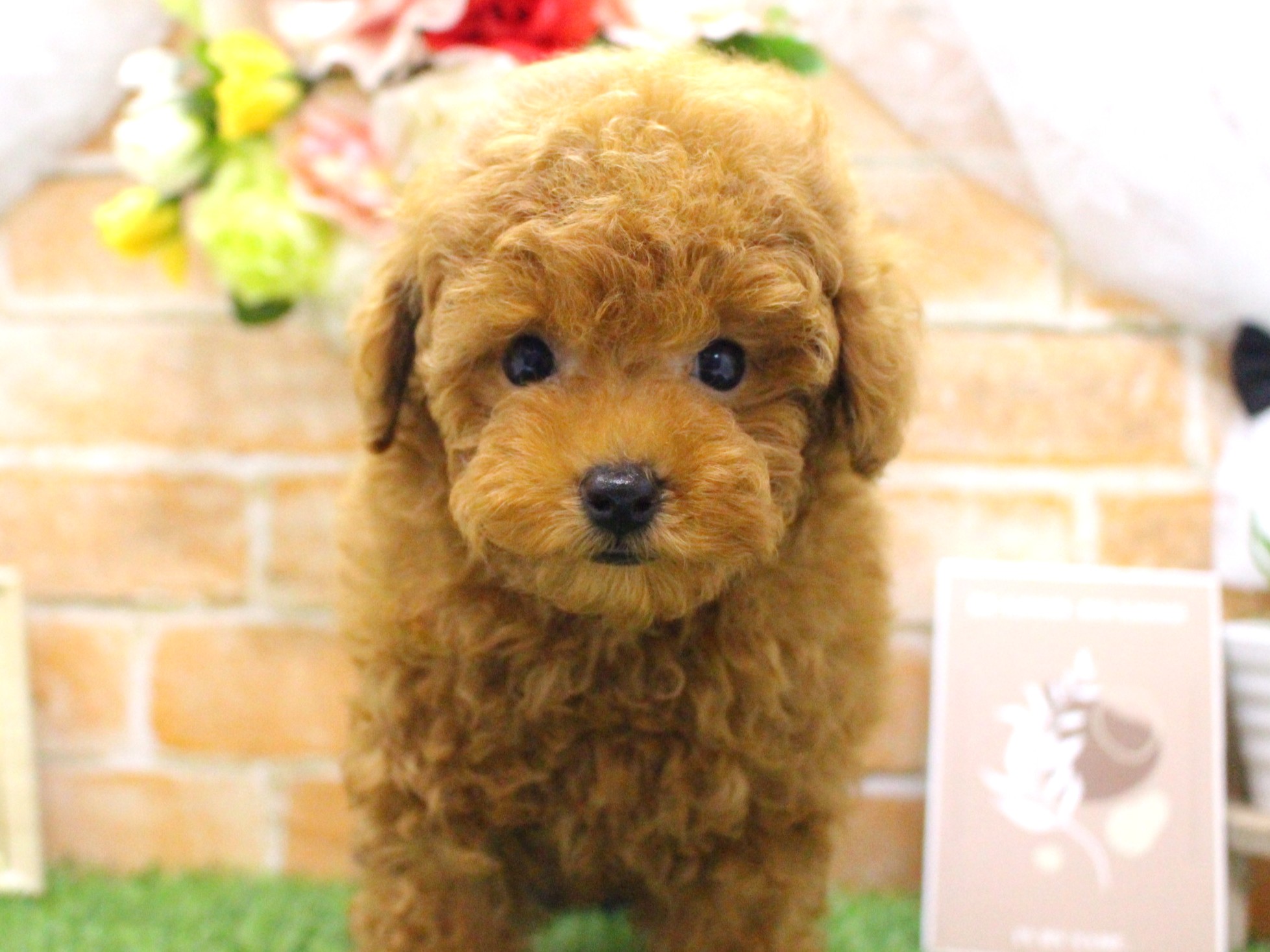 トイプードル25-0945