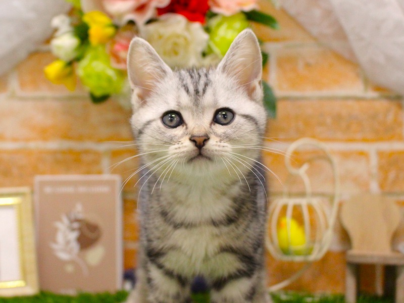 アメリカンショートヘア25-0954