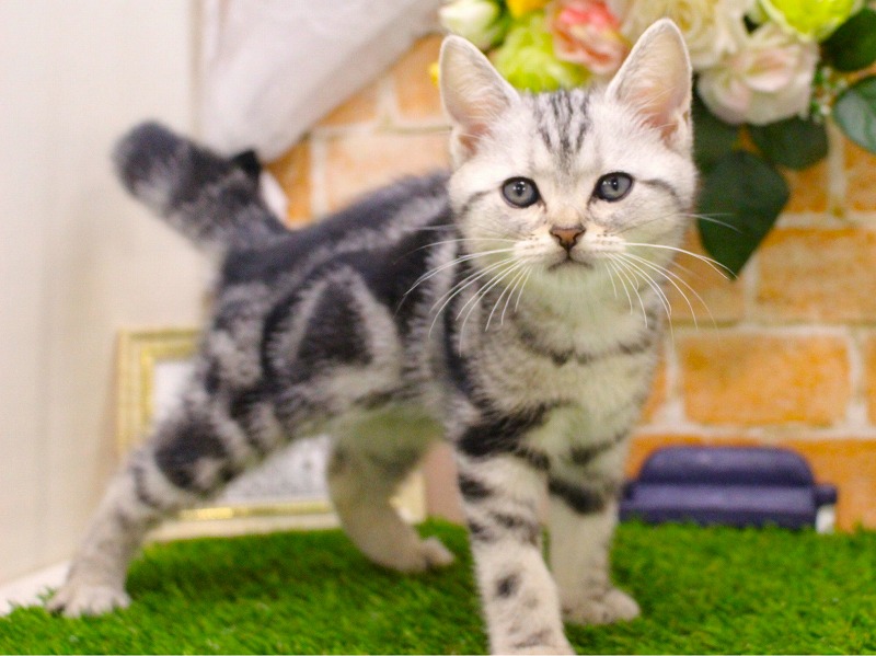 アメリカンショートヘア25-0954