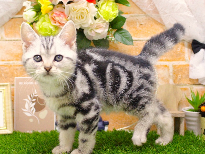 アメリカンショートヘア25-0954