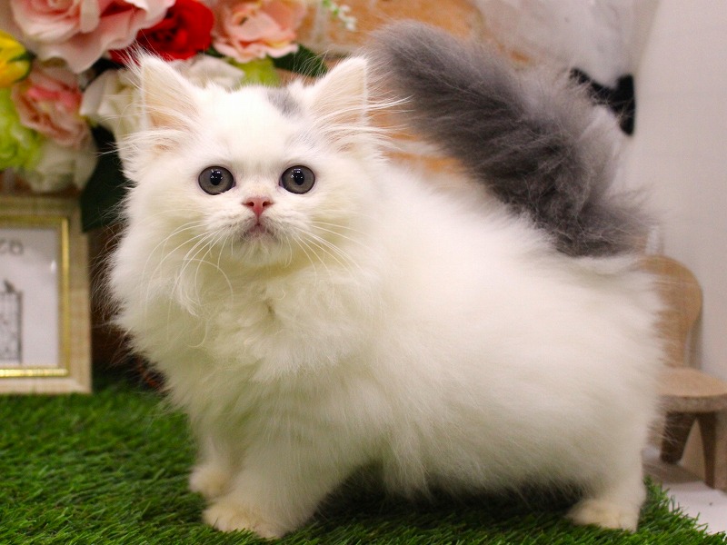 スコティッシュストレート25-0895