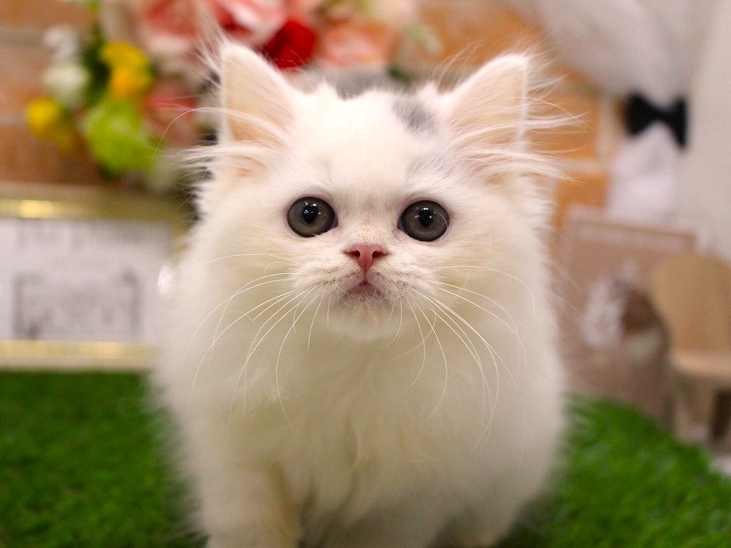 スコティッシュストレート25-0895