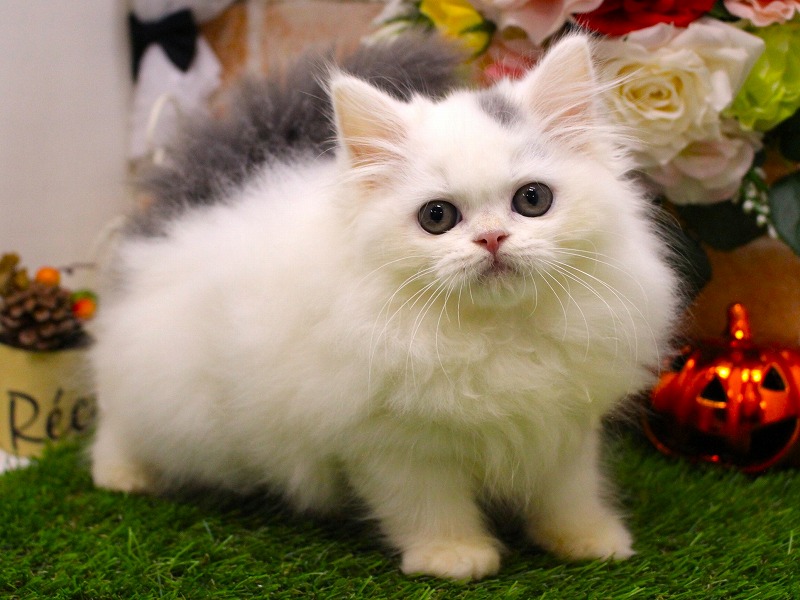 スコティッシュストレート25-0895