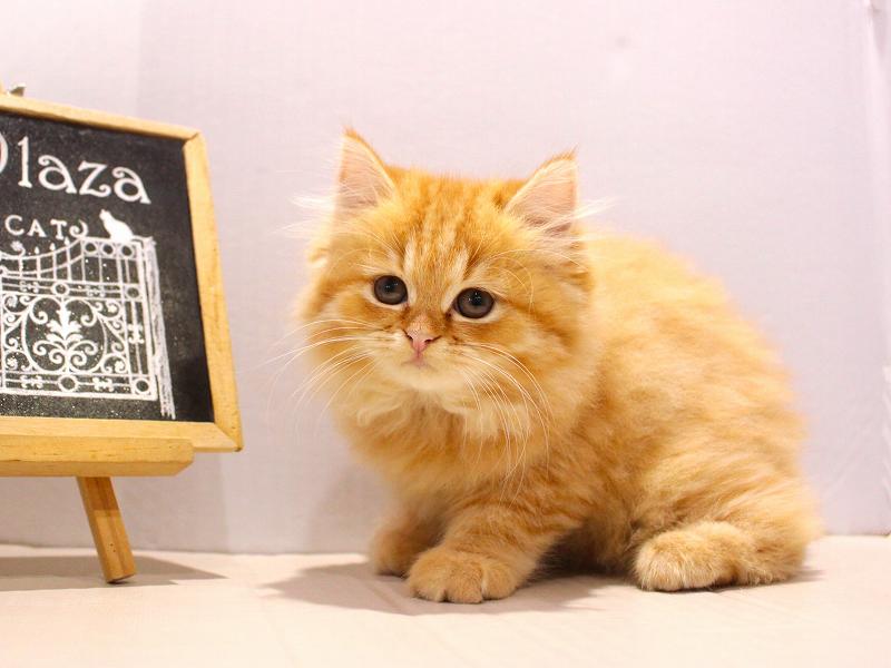 スコティッシュストレート25-0931