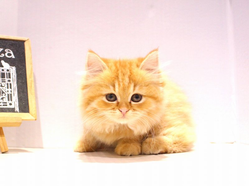 スコティッシュストレート25-0931