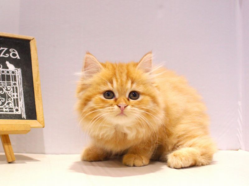 スコティッシュストレート25-0931