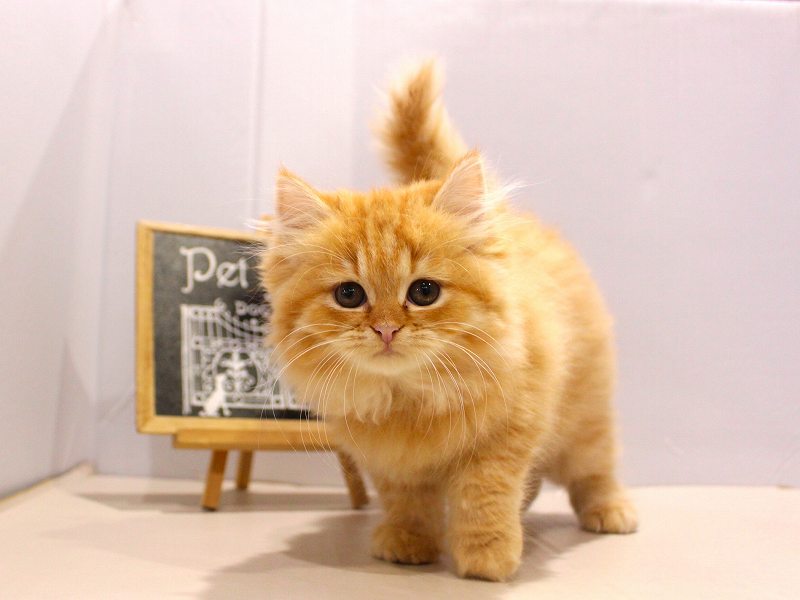 スコティッシュストレート25-0931