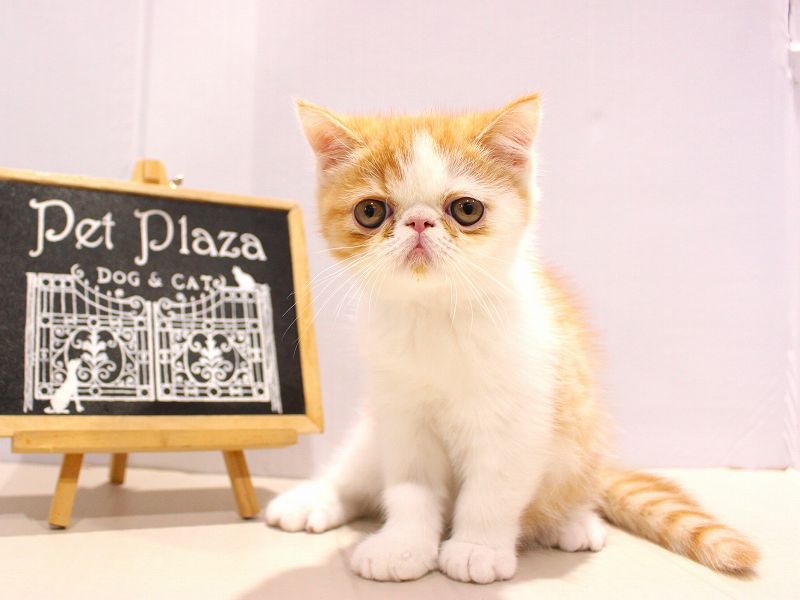 エキゾチックショートヘアー25-0939