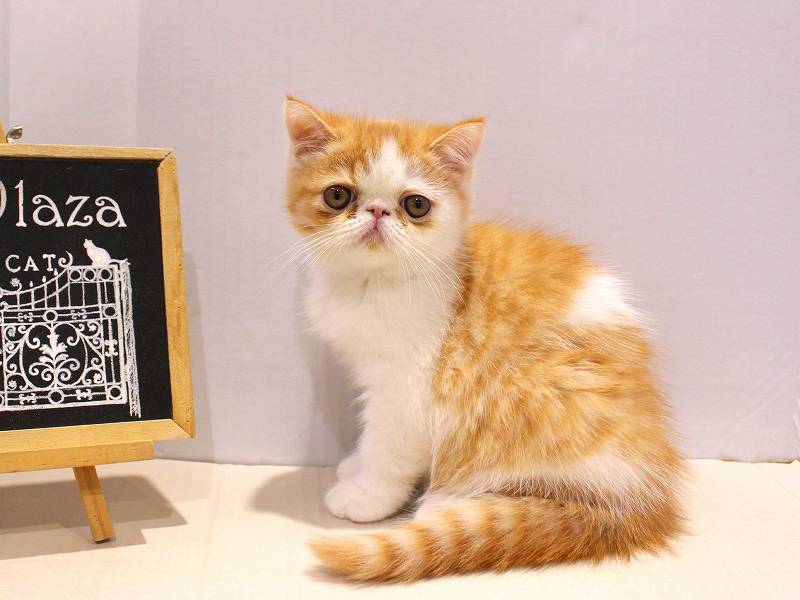 エキゾチックショートヘアー25-0939