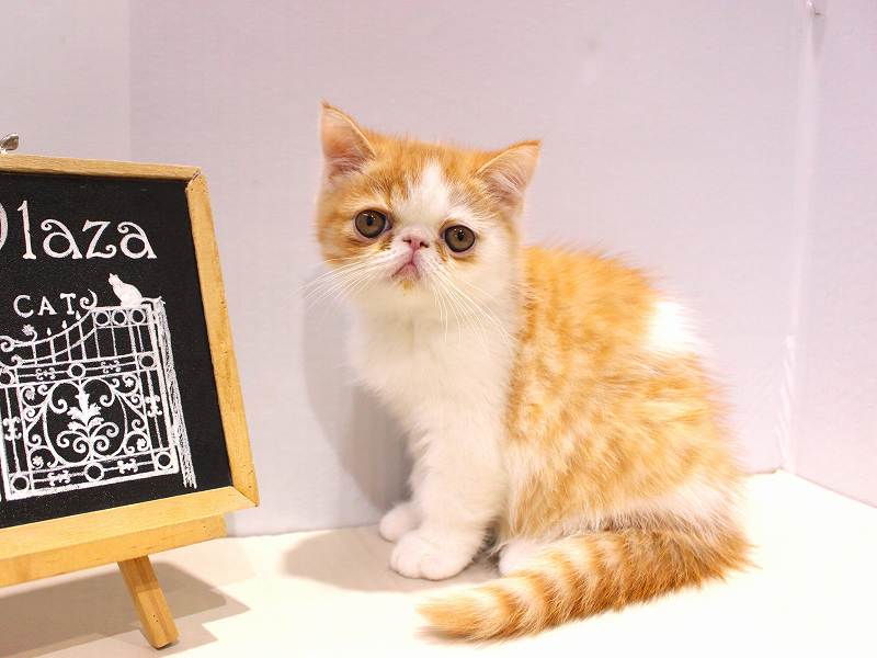 エキゾチックショートヘアー25-0939