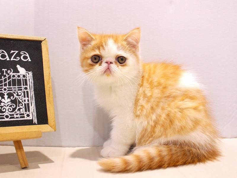 エキゾチックショートヘアー25-0939