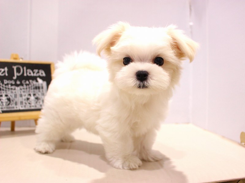 マルチーズ25-0942