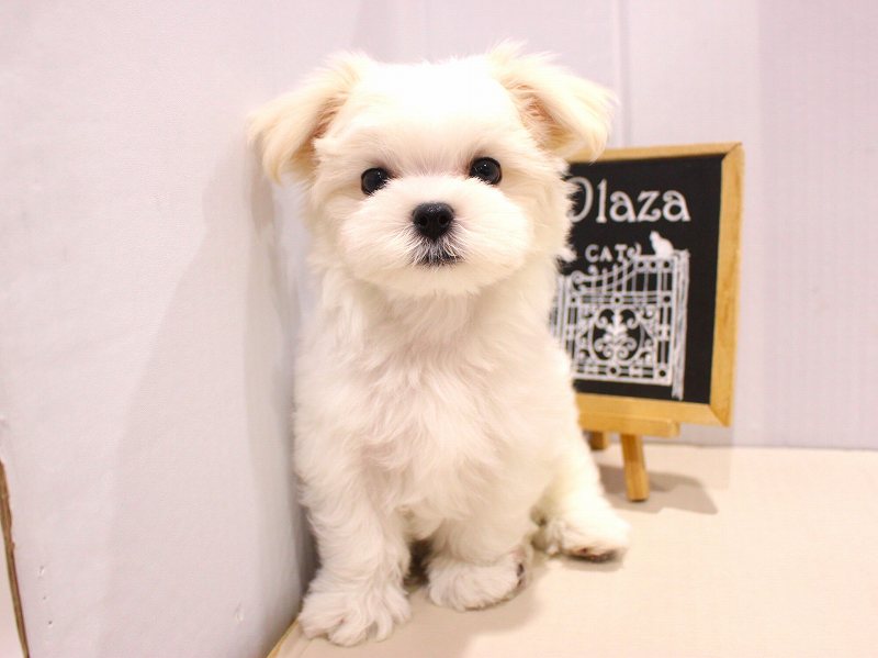 @犬 Amazon.co.jp: YXZPQ サークルケージ 犬 小型 ペットサークル 犬