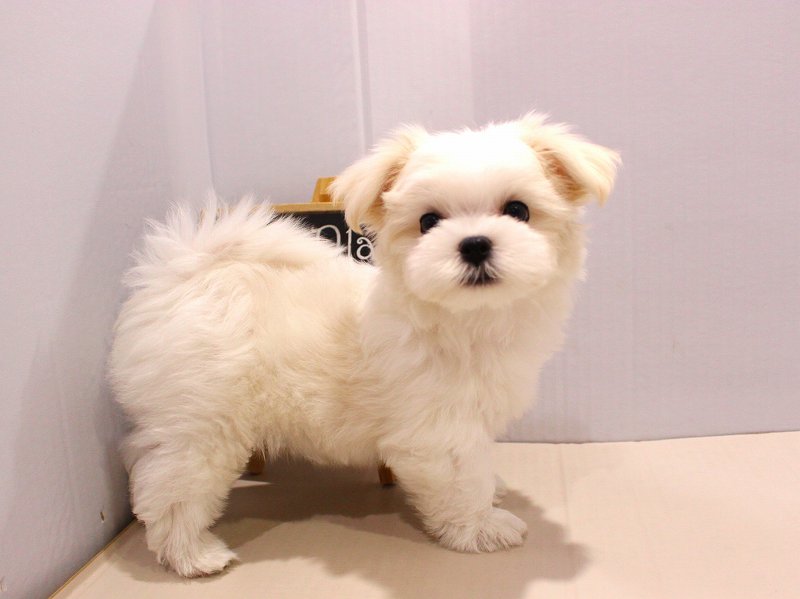 マルチーズ25-0942