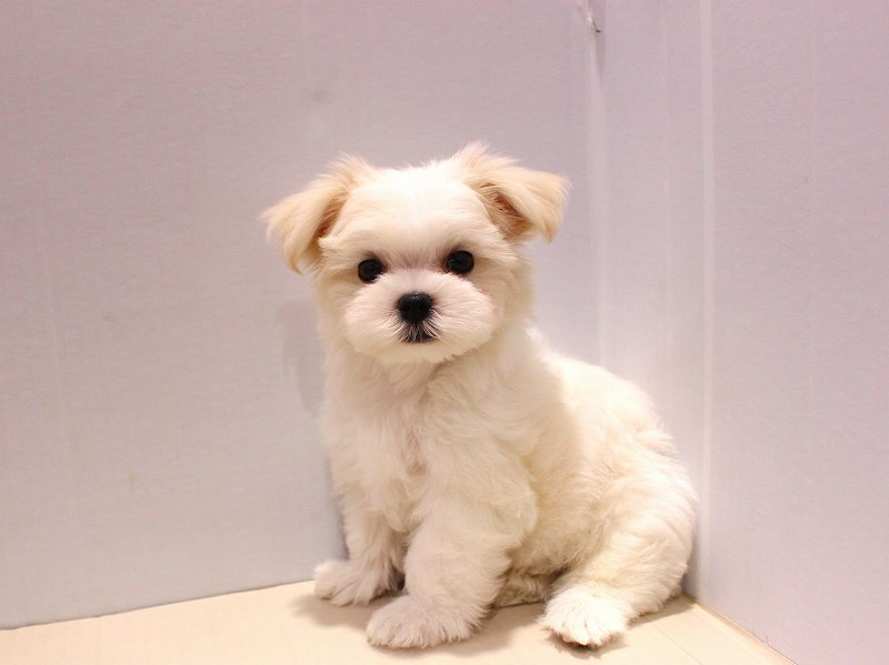 マルチーズ25-0942