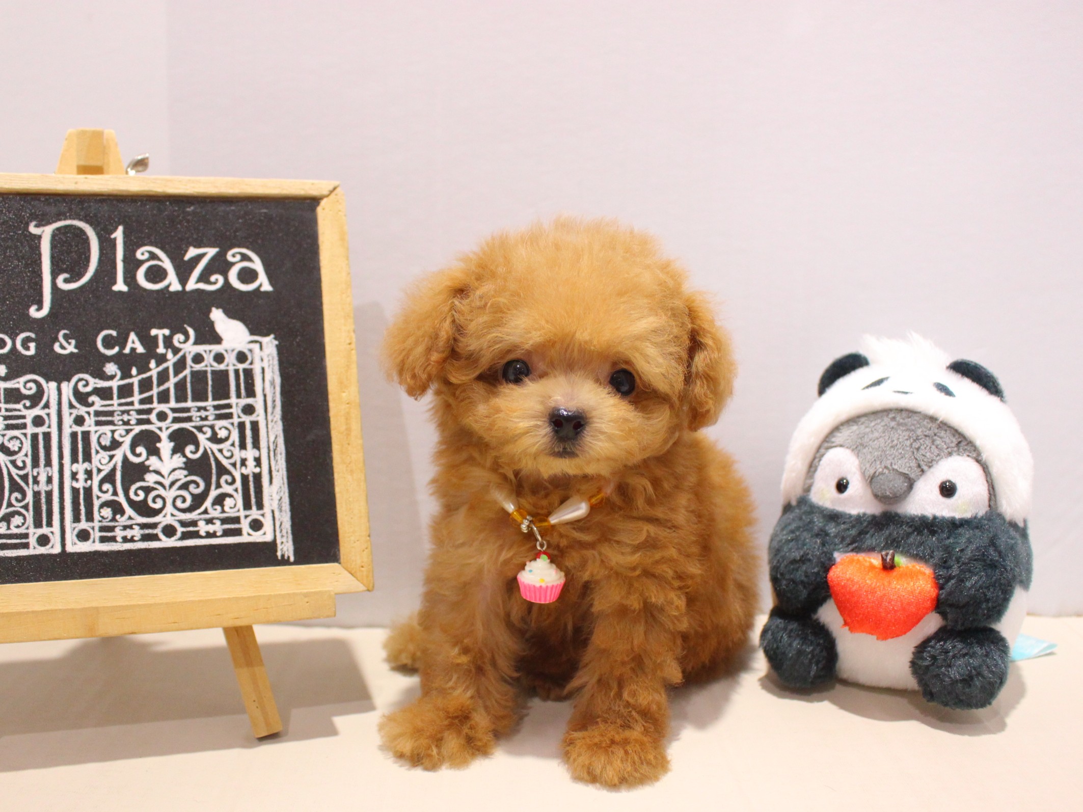 トイプードル25-0965