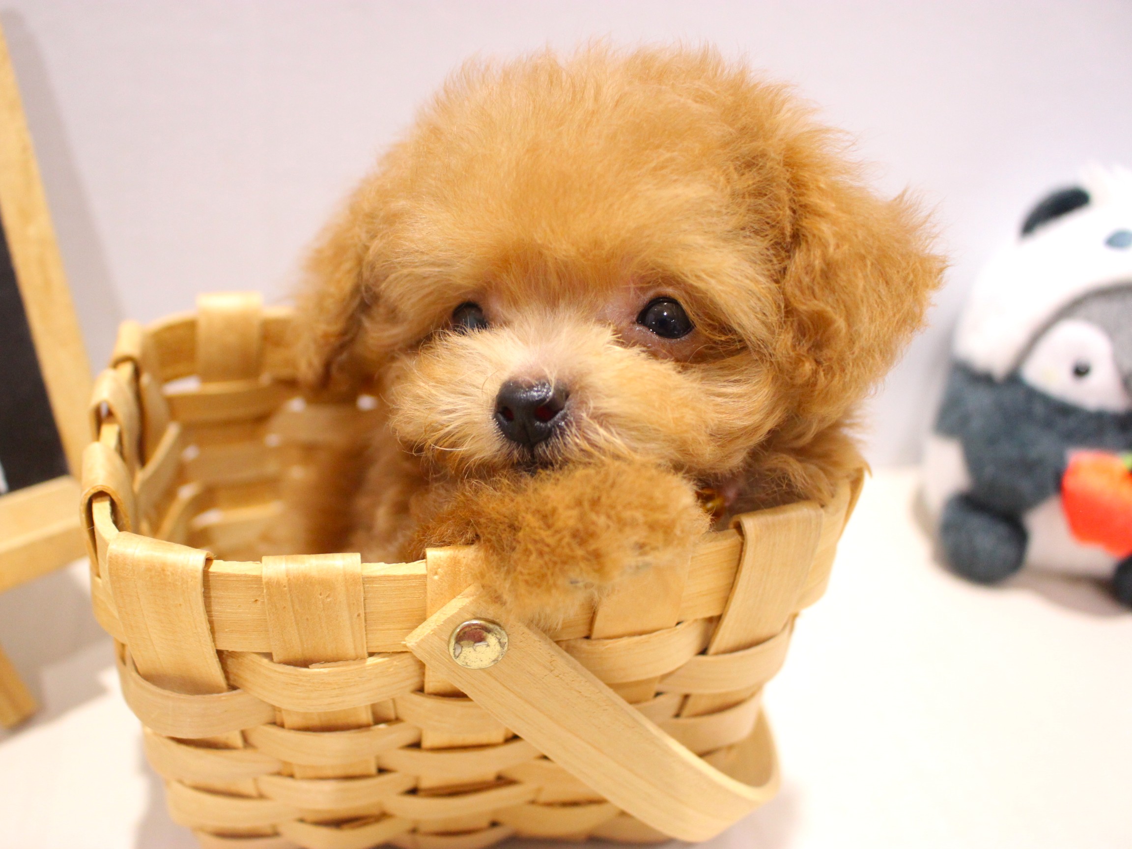 トイプードル25-0965