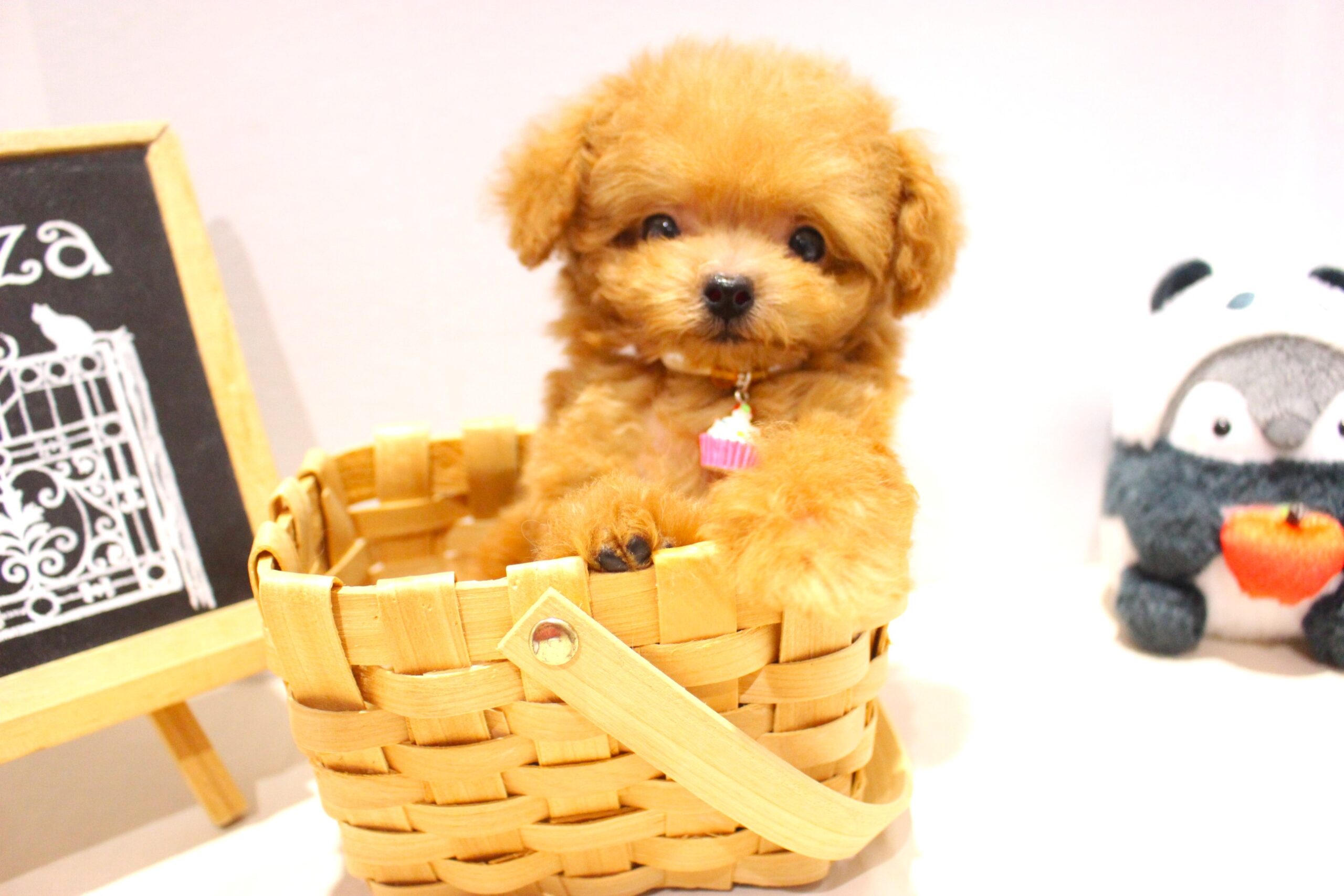 トイプードル25-0965