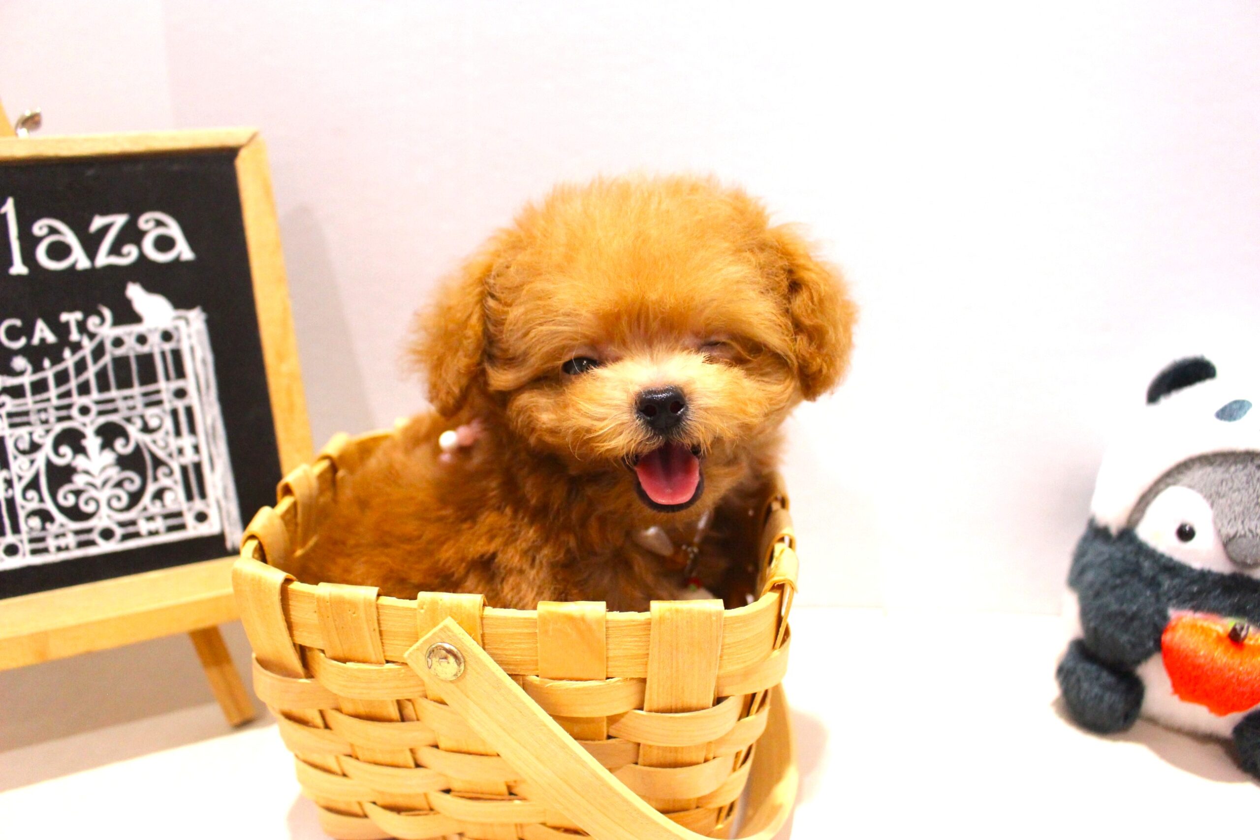 トイプードル25-0965