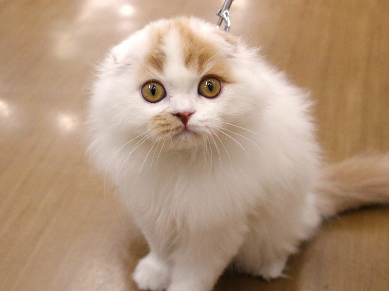 スコティッシュフォールド25-0905