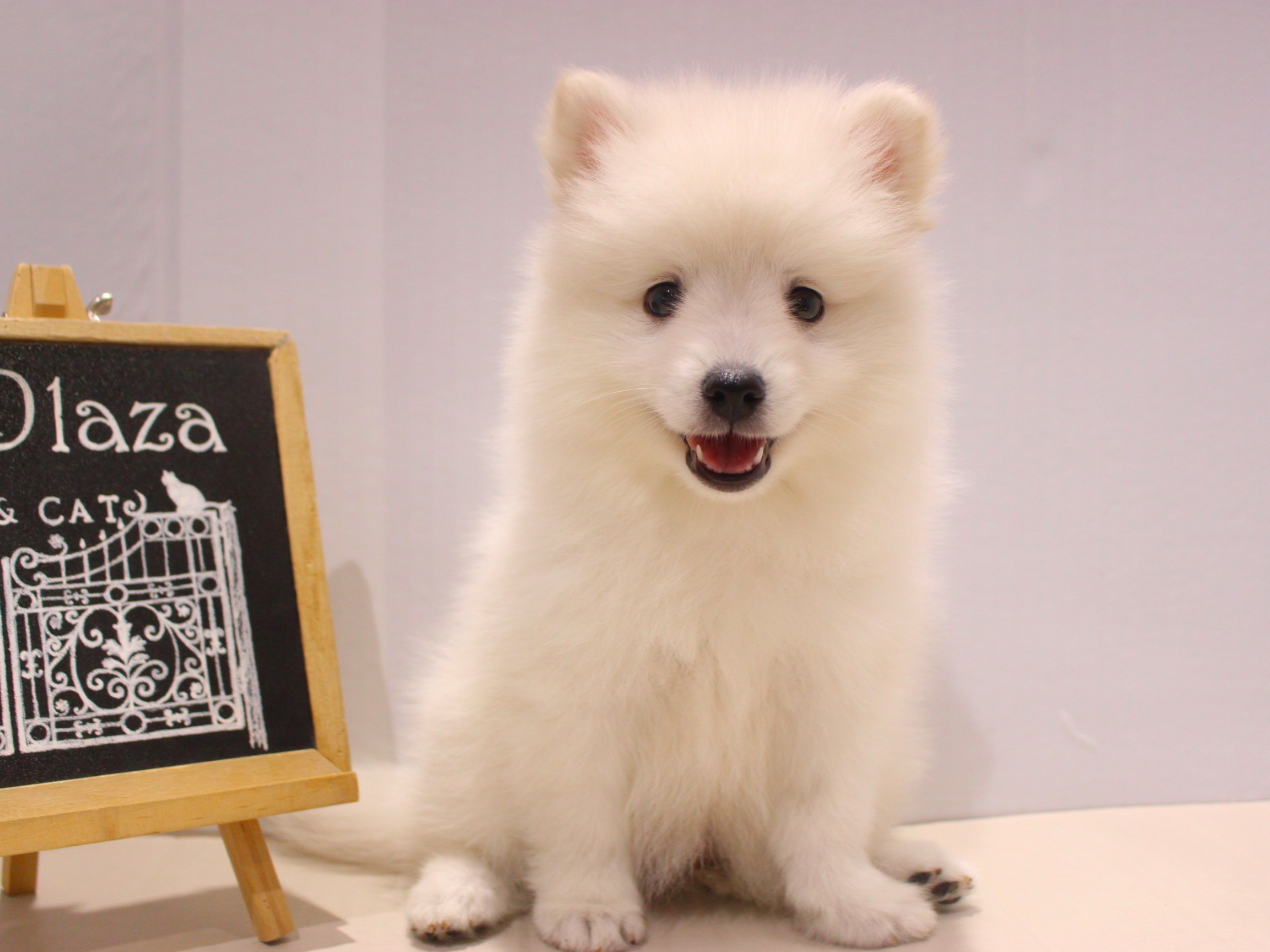 日本スピッツ25-0959