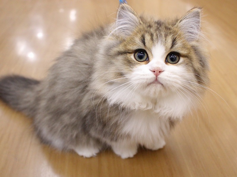 ミヌエット25-0897