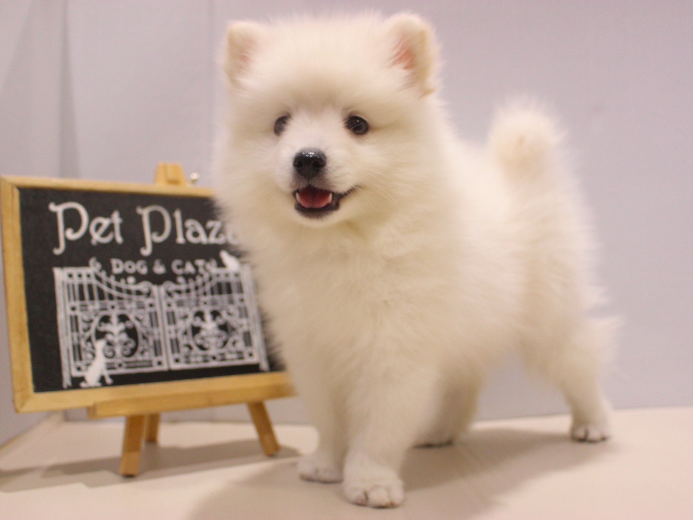 日本スピッツ25-0959