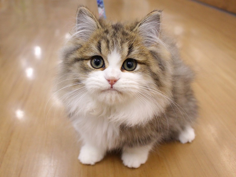 ミヌエット25-0897