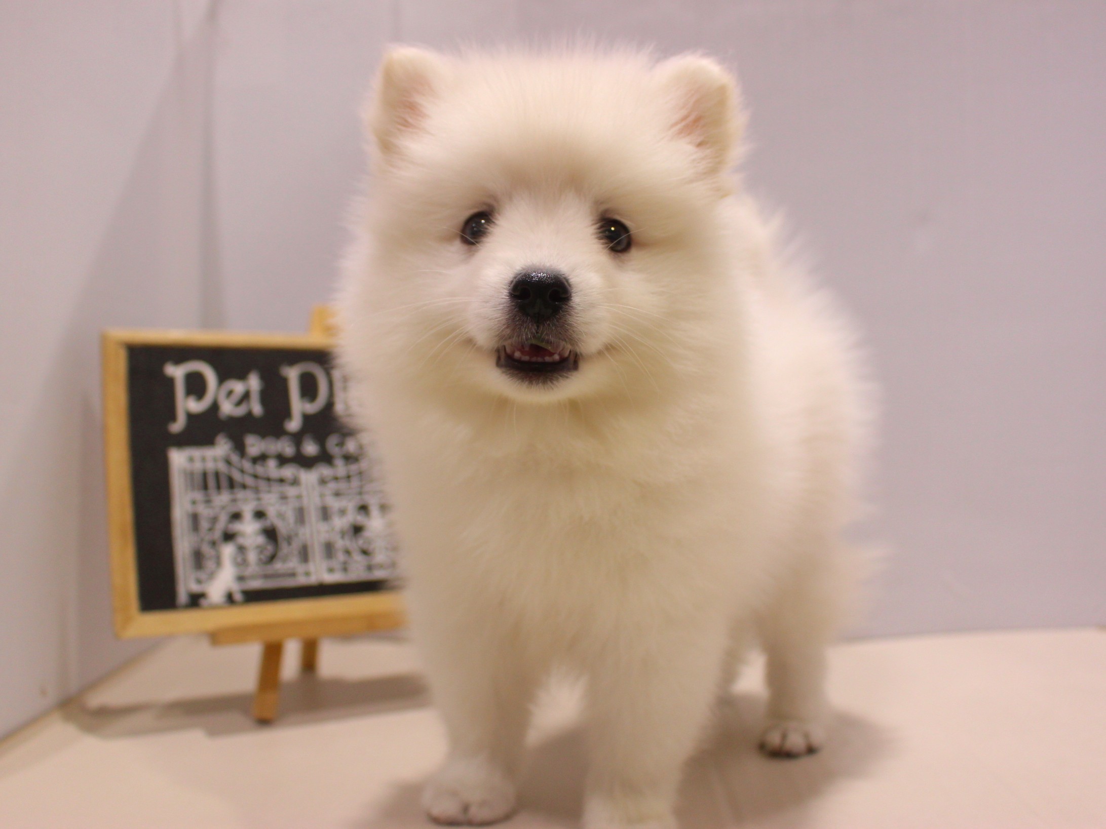 日本スピッツ25-0959