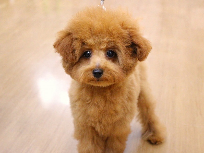 トイプードル25-0937